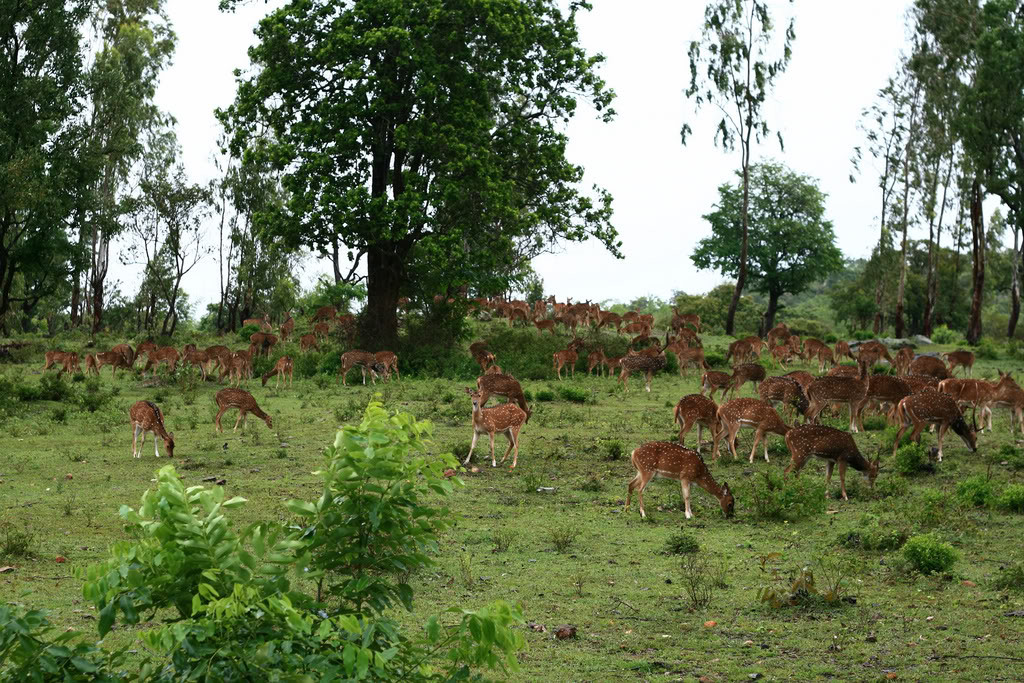 Madumalai National Park